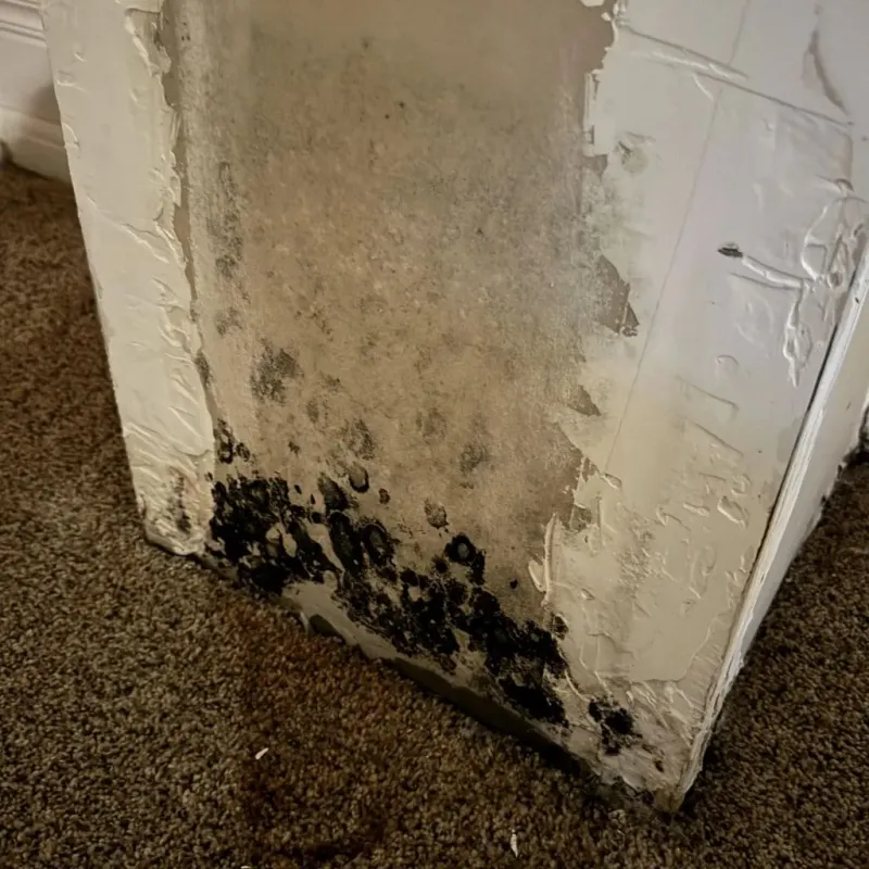 Professional Mold Removal in Rosemead, CA